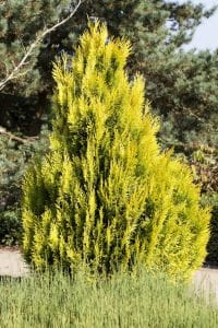 Lebensbaum Goldy -R- • Thuja plicata Goldy -R-