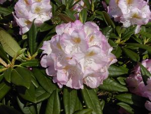 Rhododendron Brigitte • Rhododendron Hybride Brigitte