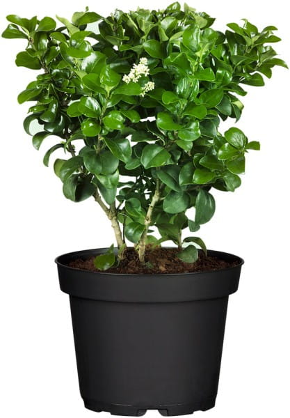 Rundblättriger Liguster • Ligustrum rotundifolia