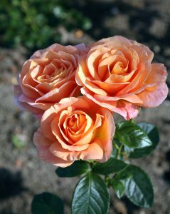 Rose Bengali • Rosa Bengali