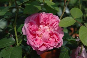Englische Strauchrose Mary Rose • Rosa Mary Rose