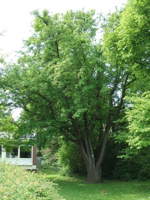 Baum des Jahres 1989 Stieleiche im Container Größe 100 bis 125 cm