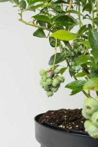 Heidelbeere Bluecrop • Vaccinium corymbosum Bluecrop