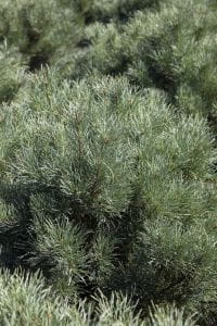 Blaue Kriech-Kiefer • Pinus pumila 'Glauca'