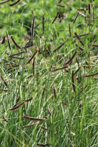 Moskitogras • Bouteloua gracilis