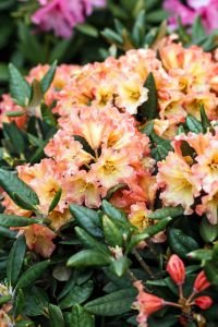 Rhododendron Lullaby • Rhododendron yakushimanum Lullaby