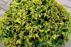 Gelbe Zwerg Mooszypresse • Chamaecyparis pisifera Plumosa Compacta