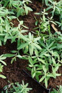 Purpurblütiges Leinkraut • Linaria purpurea