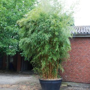 Goldener Peking Bambus • Phyllostachys aureosulcata Aureocaulis