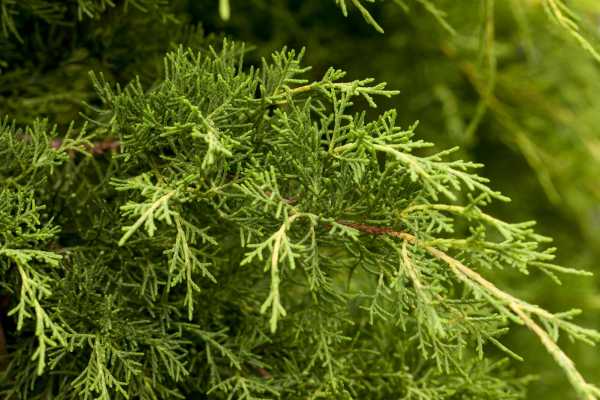 Pfitzer Wacholder • Juniperus media Pfitzeriana