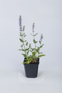 Garten-Blüten-Salbei Amethyst • Salvia nemorosa Amethyst