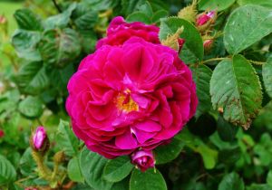Rose Purple Rain® • Rosa Purple Rain