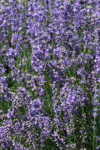 Lavendel Siesta • Lavandula angustifolia Siesta