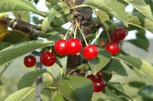 Sauerkirsche Korund • Prunus cerasus Korund