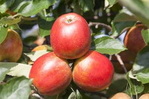 Apfel Roter Holsteiner Cox • Malus Roter Holsteiner Cox