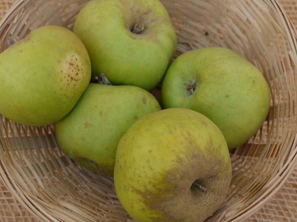 Apfel Kanadarenette • Malus Kanadarenette