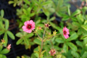 Garten-Fingerkraut Miss Willmott • Potentilla nepalensis Miss Willmott