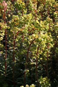 Wolfsmilch • Euphorbia martinii