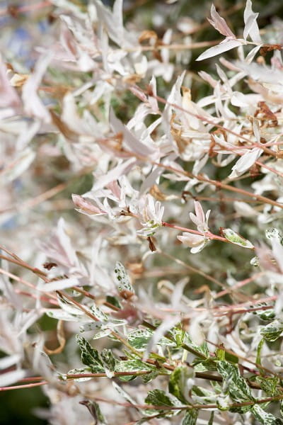 Japanische Harlekinweide • Salix integra Hakuro Nishiki