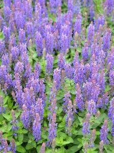 Garten-Blüten-Salbei Sensation Deep Blue • Salvia nemorosa Sensation Deep Blue