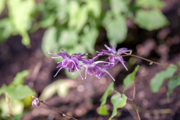 Garten-Elfenblume Lilafee • Epimedium alpinum Lilafee