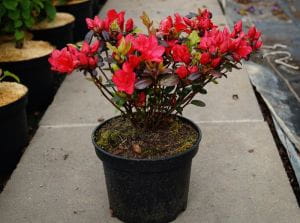 Rhododendron Maruschka • Rhododendron obtusum Maruschka