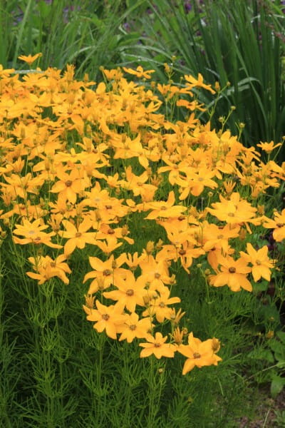Großblumiges Garten-Mädchenauge • Coreopsis grandiflora Sonnenkind