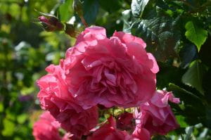 Rose Rosarium Uetersen ® • Rosa Rosarium Uetersen ®