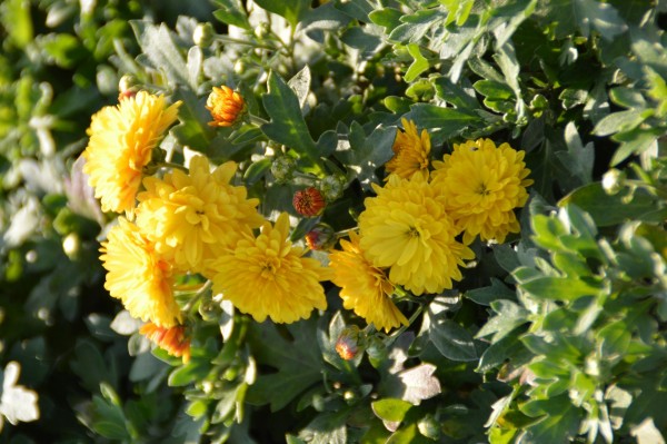 Winteraster Bienchen - Chrysanthemum Hortorum Bienchen