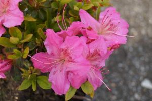 Japanische Azalee Kirstin • Rhododendron obtusum Kirstin