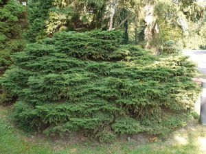 Strauch-Fichte • Picea abies Nidiformis