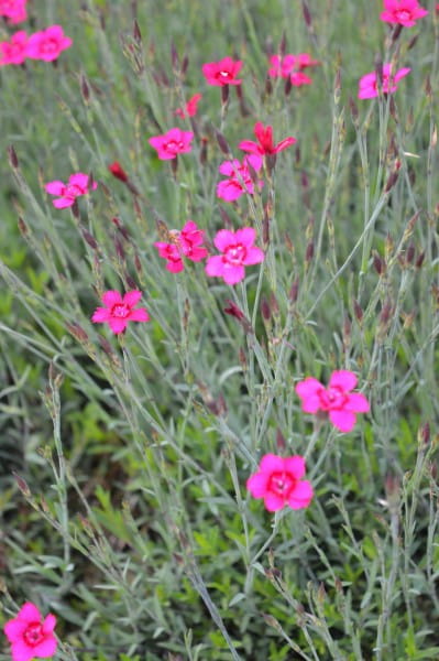 Garten Heidenelke • Dianthus deltoides Leuchtfunk