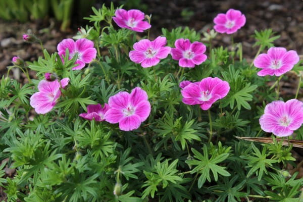 Blut Storchschnabel Elke • Geranium sanguineum Elke