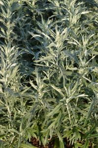 Silbriger Garten Beifuß - Artemisia ludoviciana Silver Queen
