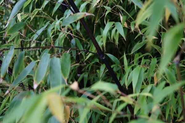 Schwarzrohrbambus • Phyllostachys nigra