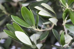 Olivenbaum Olive • Oleo Europaea