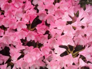 Rhododendron Karminkissen • Rhododendron yakushimanum Karminkissen