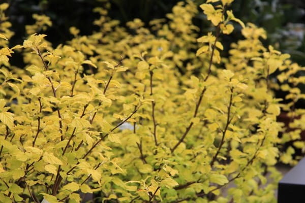 Blasenspiere Darts Gold • Physocarpus opulifolius Darts Gold