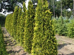 Goldspitzen Lebensbaum Aurescens • Thuja plicata Aurescens