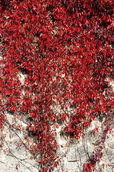 Wilder Wein Engelmannii • Parthenocissus quinquefolia Engelmanii