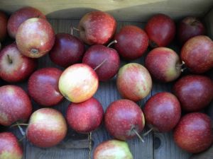 Apfel Purpurroter Cousinot • Malus Purpurroter Cousinot
