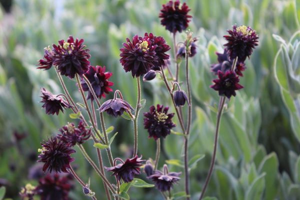 Kurzspornige Garten Akelei Black Barlow • Aquilegia vulgaris Black Barlow
