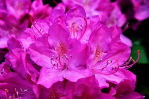 Rhododendron Roseum Elegans • Rhododendron hybride Roseum Elegans