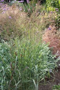 Garten-Ruten-Hirse • Panicum virgatum Shenandoah