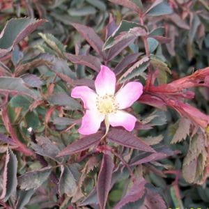 Blaue Hechtrose • Rosa glauca - Wildrose