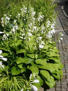 Duftende Garten-Lilien-Funkie Royal Standard • Hosta plantaginea Royal Standard
