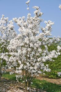 Magnolie Merrill • Magnolia loebneri Merrill