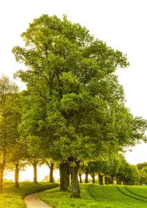Eiche • Quercus robur