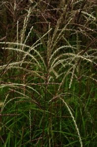 Garten-Chinaschilf, Garten-Landschilf • Miscanthus sinensis Graziella