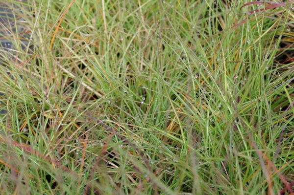Garten-Chinaschilf Adagio • Miscanthus sinensis Adagio